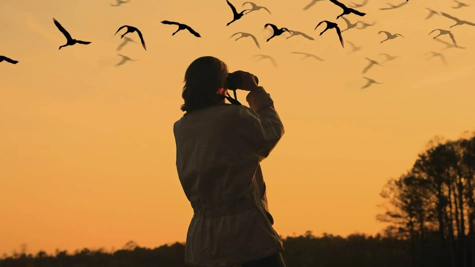 Avistamiento de aves